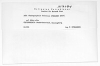 Haplographium finitimum image